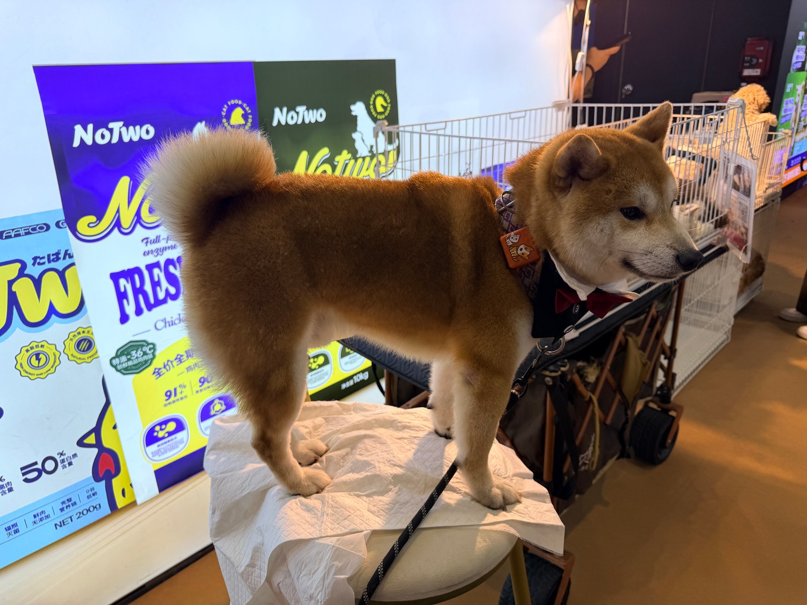 A Shiba Inu on a Pedestal – The One Pet Show (TOPS) 2026