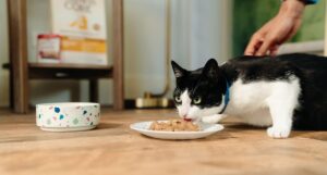 Cat eating wet cat food from a plate