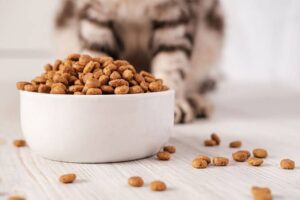 Indonesia's Top-Selling Pet Food Brand BOLT Expands Into the Philippines in 2026, Targeting Metro Manila First — pet industry editorial image