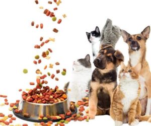 RAWZ Hydrating Purées extend the brand's cat food line — premium wet cat nutrition in the United States
