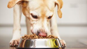 Dog eating hypoallergenic dog food from a bowl
