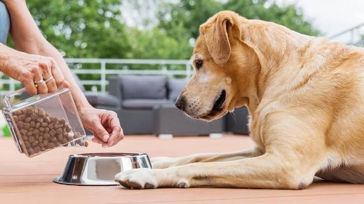 India Pet Food Penetration: Why Only 3–4% Buy Commercial Food