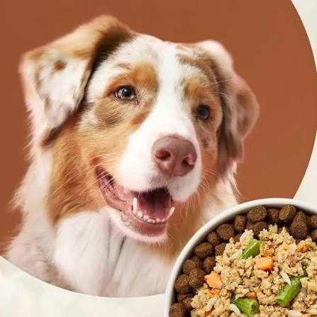 PetSafe Drinkwell Fountain Review: Does the 50oz Circulating Filter Work?