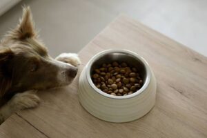Freshpet Review 2025: Refrigerated Dog Food Hits $1.10B