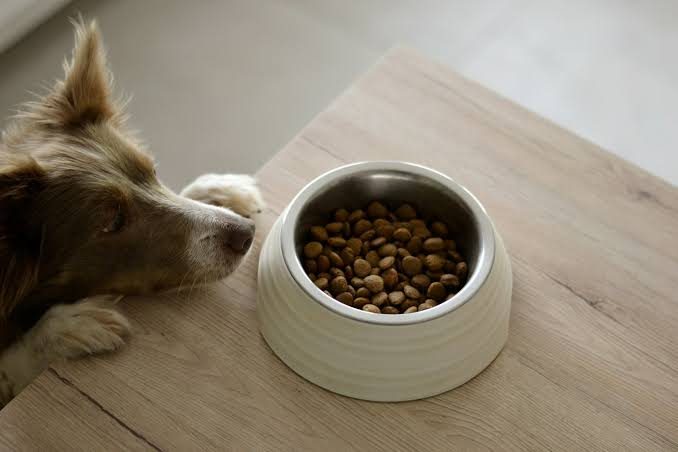 Freshpet Review 2025: Refrigerated Dog Food Hits $1.10B