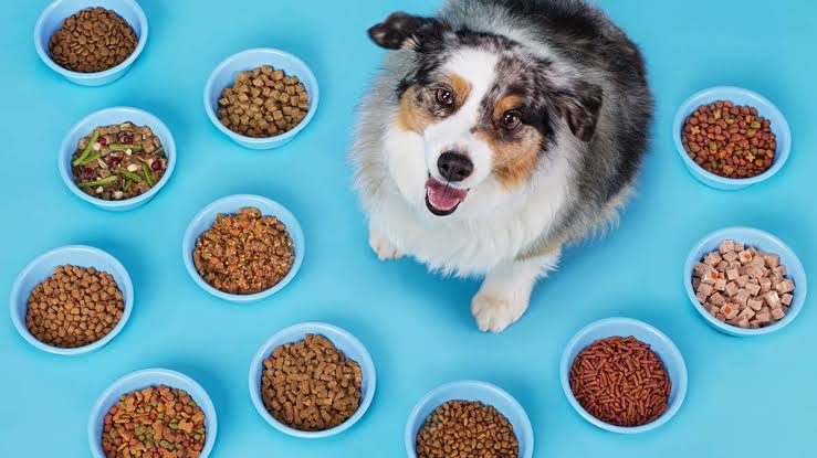 Hill’s Science Diet Review: Vet-Recommended Science Diets