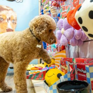 Pet Service Holding Acquires RHR Cat Concepts in Dutch Bankruptcy Deal,  — European pet retail market
