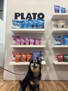 Pet Toy Safety Standards and Materials: What Every Buyer Should Know