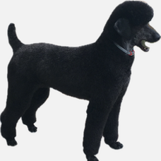 All Paws Pet Grooming logo