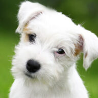 All Puppies