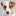 Ann Imals logo