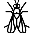 Insectta