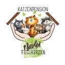 Katzenbetreuung und Ernährungsberatung – Nicoles Fellherzen