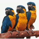 Parrots Naturally logo