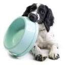 Raw Feeding Cwmbran Ltd. / Raw Dog Food Supplies / Raw Pet Supplies