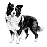Southwest Pet Inc