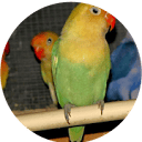 Tampa Lovebird LLC