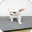 Total Wanko Beauty Room Dog Grooming Specialist