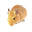 Totally Degu Ltd