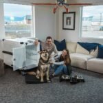 Dog Airplane Travel