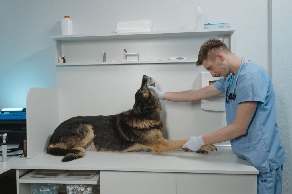 Zoetis Q2 2026 Earnings Preview: Market Tests Companion Animal Demand Recovery