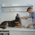 Veterinary Medicine