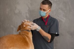 Veterinarian Examining Dog In Clinic