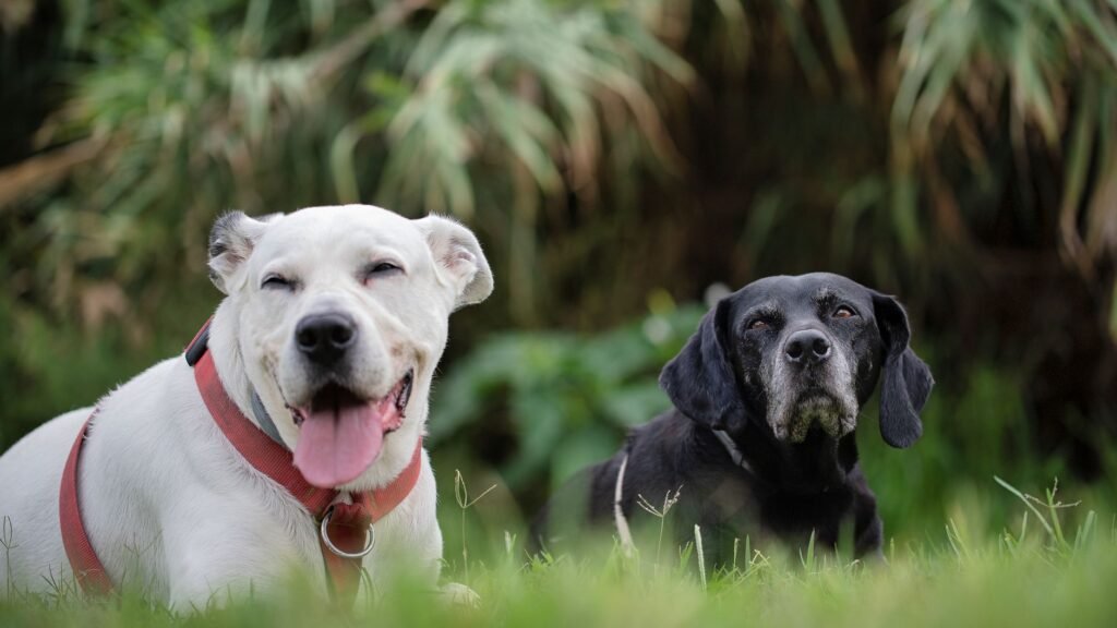 BARK Reaches First Quarterly Profit as Revenue Diversification Strategy Pays Off