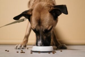 Pet Digestive Health