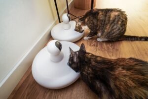 Smart Pet Feeder