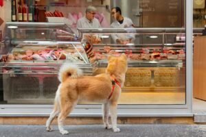 Fresh Pet Food Retail
